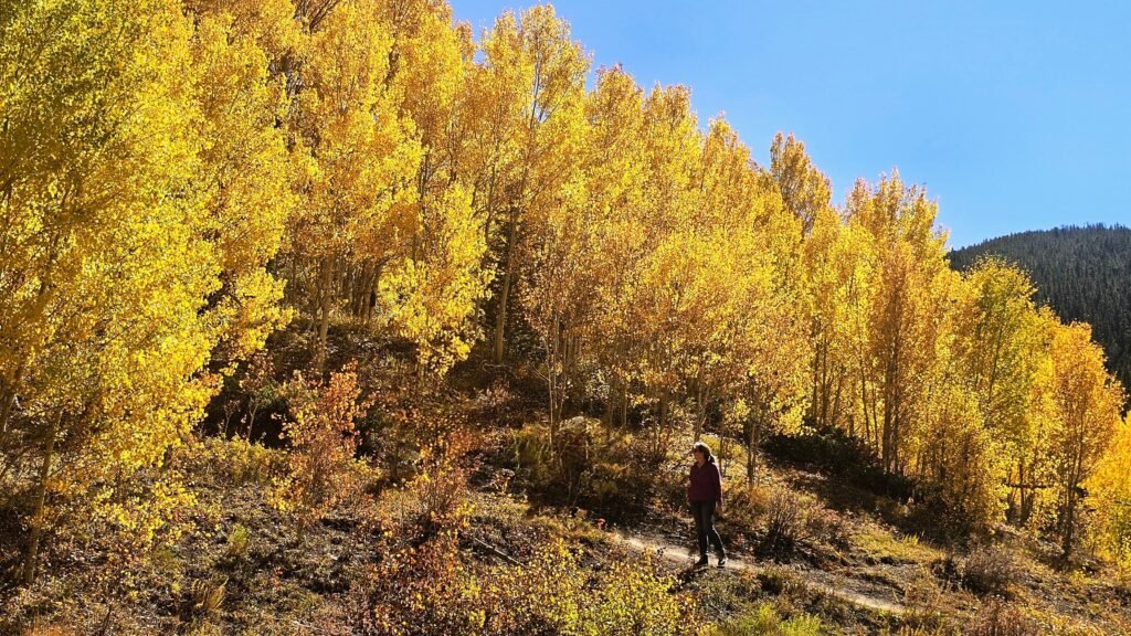 Hiking Aspen Alley in Breckenridge, CO.