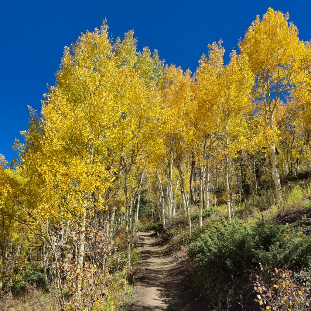 Fall is the best time for hiking Aspen Alley